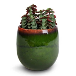 Charlotte Plant Pot - Green -Indoor Plants Store Peperomia verticillata Red Log 11x15cm Charlotte Plant Pot Green 15x13cm