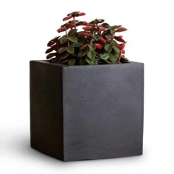 Peperomia Verticillata Red Log -Indoor Plants Store Peperomia verticillata Red Log 11x15cm Fleur Natural Planter Black 15x15x15cm