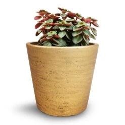 Peperomia Verticillata Red Log -Indoor Plants Store Peperomia verticillata Red Log 11x15cm Mini Bucket Plant Pot Metallic Gold 14x12cm cc507e3f 88cf 4306 90fd 31e40b4b54fd