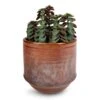 Peperomia Verticillata Red Log -Indoor Plants Store Peperomia verticillata Red Log 11x15cm Noud Plant Pot Copper 14x13cm 67c85a6a 255b 4e47 a788 f341aa2135e3