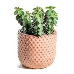 Peperomia Verticillata Red Log -Indoor Plants Store Peperomia verticillata Red Log Bolino Plant Pot Pale Rose