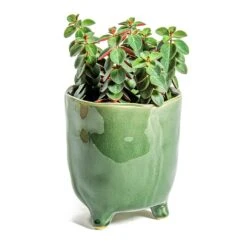Peperomia Verticillata Red Log -Indoor Plants Store Peperomia verticillata Red Log Kaat Plant Pot Green