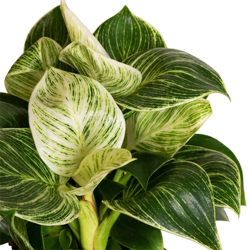 Philodendron Birkin - White Wave 6 Philodendron Birkin - White Wave - Image 4