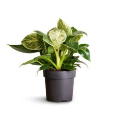 Philodendron Birkin - White Wave 25 Philodendron Birkin - White Wave -Indoor Plants Store Philodendron Birkin White Wave 11x20cm
