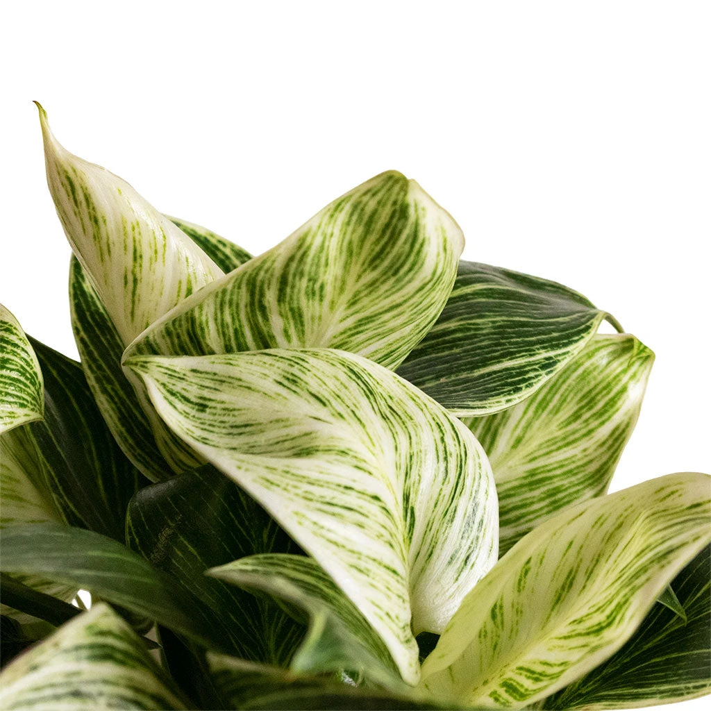 Philodendron Birkin - White Wave 12 Philodendron Birkin - White Wave - Image 10