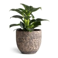Philodendron Birkin - White Wave 28 Philodendron Birkin - White Wave -Indoor Plants Store Philodendron Birkin White Wave 11x20cm Cas Plant Pot Sahara 15x13cm