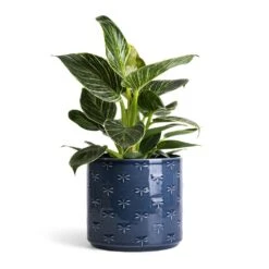 Philodendron Birkin - White Wave 33 Philodendron Birkin - White Wave -Indoor Plants Store Philodendron Birkin White Wave 12x25cm Arley Plant Pot Blue Dragonfly 14.5x15.5cm