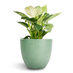 Philodendron Birkin - White Wave 24 Philodendron Birkin - White Wave -Indoor Plants Store Philodendron Birkin White Wave 12x25cm Bola Artstone Plant Pot Thyme 17x15cm 2