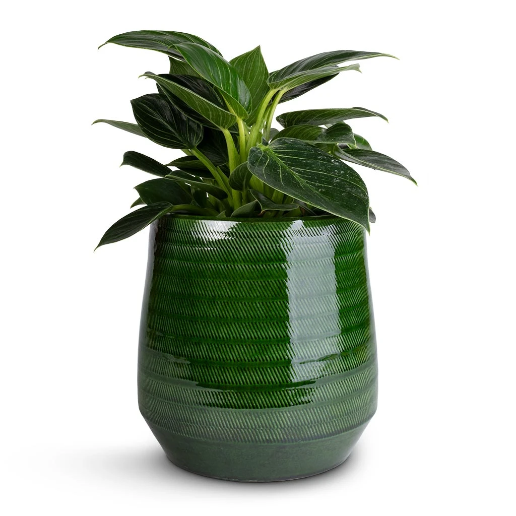Remi Plant Pot - Green 14 Remi Plant Pot - Green - Image 12