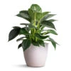Philodendron Birkin - White Wave 1 Philodendron Birkin - White Wave -Indoor Plants Store Philodendron Birkin White Wave 12x25cm Sven Plant Pot White 15x12cm