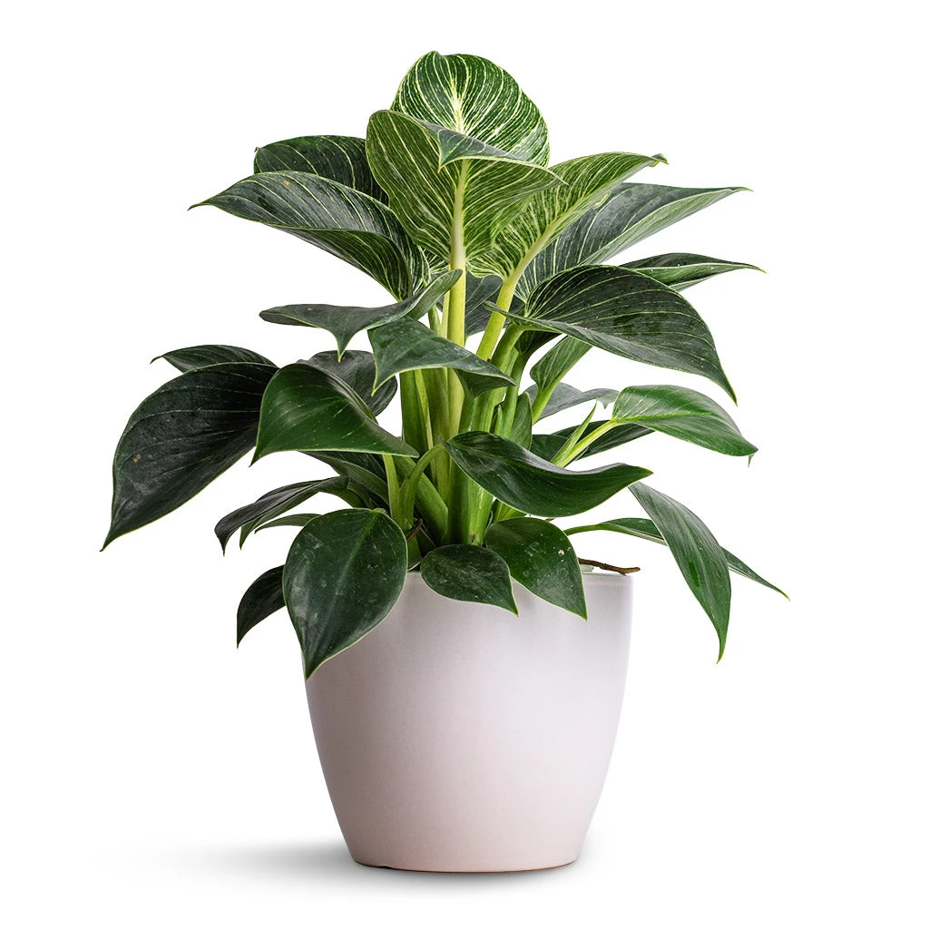 Philodendron Birkin - White Wave 3 Philodendron Birkin - White Wave