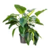 Philodendron Green Beauty -Indoor Plants Store Philodendron Green Beauty 30x110cm