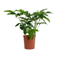 Philodendron Green Wonder -Indoor Plants Store Philodendron Green Wonder 24cm