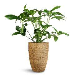 Philodendron Green Wonder -Indoor Plants Store Philodendron Green Wonder 24x80cm Ben Plant Pot Straw Grass 30x41cm