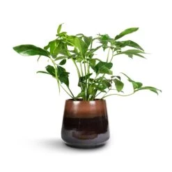 Philodendron Green Wonder -Indoor Plants Store Philodendron Green Wonder 24x80cm Joah Plant Pot Truffle 33x28cm