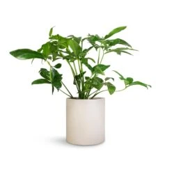 Max Refined Planter - Natural White -Indoor Plants Store Philodendron Green Wonder 24x80cm Max Refined Planter Natural White 29x29.5cm 6ef17a10 0fc4 45b9 855a 1056dc1f85c8