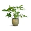 Philodendron Green Wonder -Indoor Plants Store Philodendron Green Wonder 24x80cm Rinca Plant Pot Shiny Green 29x26cm