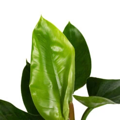 Philodendron Imperial Green 19 Philodendron Imperial Green -Indoor Plants Store Philodendron Imperial Green 17x50cm 1