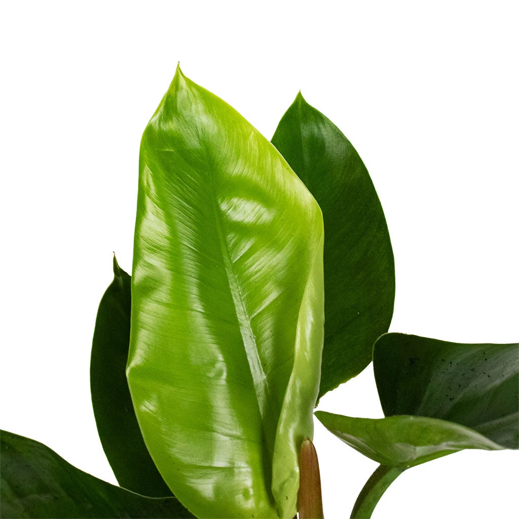 Philodendron Imperial Green 9 Philodendron Imperial Green - Image 7