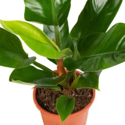 Philodendron Imperial Green 22 Philodendron Imperial Green -Indoor Plants Store Philodendron Imperial Green 17x50cm 2
