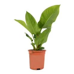 Philodendron Imperial Green 18 Philodendron Imperial Green -Indoor Plants Store Philodendron Imperial Green 17x50cm