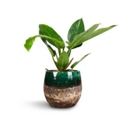 Philodendron Imperial Green 15 Philodendron Imperial Green -Indoor Plants Store Philodendron Imperial Green 17x50cm Lindy Plant Pot Black Green 23x20cm 1