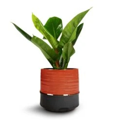 Philodendron Imperial Green 20 Philodendron Imperial Green -Indoor Plants Store Philodendron Imperial Green 17x50cm Marlijn Plant Pot Coral 21x21cm 1