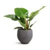 Philodendron Imperial Green 2 Philodendron Imperial Green -Indoor Plants Store Philodendron Imperial Green 19x50cm Mini Orb Kevan Plant Pot Black Washed 25x21cm