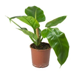 Philodendron Imperial Green 17 Philodendron Imperial Green -Indoor Plants Store Philodendron Imperial Green