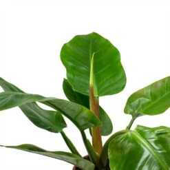 Philodendron Imperial Green 16 Philodendron Imperial Green -Indoor Plants Store Philodendron Imperial Green Leaves