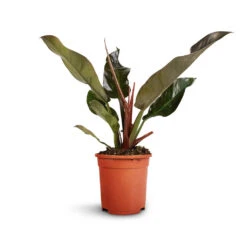 Philodendron Imperial Red -Indoor Plants Store Philodendron Imperial Red 17x50cm 2