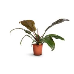 Philodendron Imperial Red -Indoor Plants Store Philodendron Imperial Red 17x50cm
