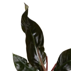 Philodendron Imperial Red -Indoor Plants Store Philodendron Imperial Red 17x50cm 2 e8fdfc92 0f4f 44a8 9630 c2b4c949d33d