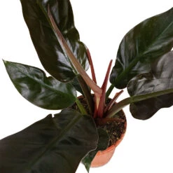 Philodendron Imperial Red -Indoor Plants Store Philodendron Imperial Red 17x50cm 3