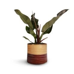 Philodendron Imperial Red -Indoor Plants Store Philodendron Imperial Red 17x50cm Didi Plant Pot Rustic Red Dip 20x18cm 1