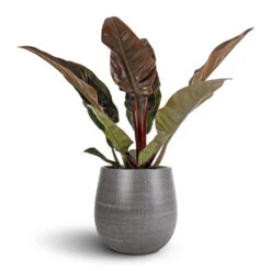 Philodendron Imperial Red -Indoor Plants Store Philodendron Imperial Red 17x50cm Esra Plant Pot Mystic Grey 26x26cm