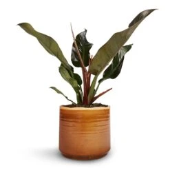 Philodendron Imperial Red -Indoor Plants Store Philodendron Imperial Red 17x50cm Jordy Plant Pot Caramel 20x18cm 1
