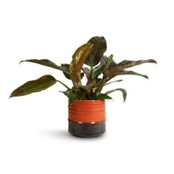 Philodendron Imperial Red -Indoor Plants Store Philodendron Imperial Red 19x55cm Marlijn Plant Pot Coral 21x21cm