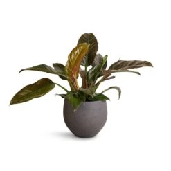 Mini Orb Kevan Plant Pot - Black Washed -Indoor Plants Store Philodendron Imperial Red 19x55cm Mini Orb Kevan Plant Pot Black Washed 25x21cm 4f959ecf 6443 4dd9 bcca 626091519d71