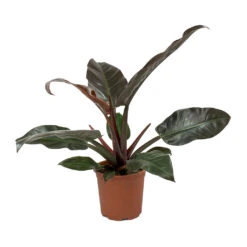 Philodendron Imperial Red -Indoor Plants Store Philodendron Imperial Red