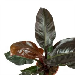 Philodendron Imperial Red -Indoor Plants Store Philodendron Imperial Red Leaves
