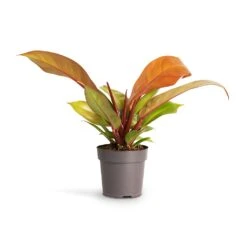 Philodendron Prince Of Orange -Indoor Plants Store Philodendron Prince of Orange 10.5x30cm