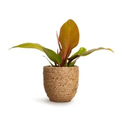 Cody Plant Pot - Straw Grass -Indoor Plants Store Philodendron Prince of Orange 10.5x30cm Cody Plant Pot Straw Grass 17x15cm a6822c98 32bd 4c63 a74f aafb2edd6dc0