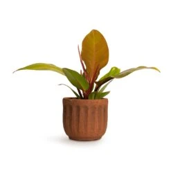Philodendron Prince Of Orange -Indoor Plants Store Philodendron Prince of Orange 10.5x30cm Duncan Plant Pot Rust 14x13cm