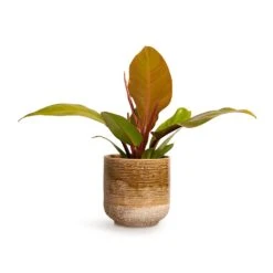 Philodendron Prince Of Orange -Indoor Plants Store Philodendron Prince of Orange 10.5x30cm Issa Plant Pot Ochre 13x13cm