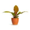 Philodendron Prince Of Orange -Indoor Plants Store Philodendron Prince of Orange 10.5x30cm Sven Plant Pot Mandarin 13x11cm