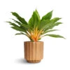 Chlorophytum Orchidastrum Green Orange -Indoor Plants Store Philodendron Prince of Orange 12x25cm Bourton Scalloped Plant Pot Clay 16x16cm 7edeb4e2 115e 435f 879a c9c4f8e94974