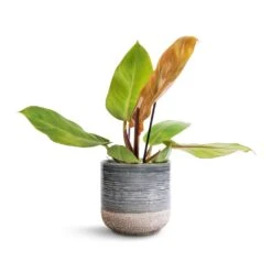 Philodendron Prince Of Orange -Indoor Plants Store Philodendron Prince of Orange 12x25cm Issa Plant Pot Light Blue 15x15cm