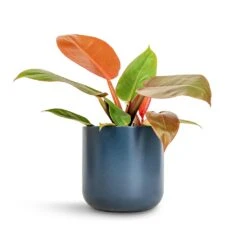 Philodendron Prince Of Orange -Indoor Plants Store Philodendron Prince of Orange 12x25cm Lisbon Plant Pot Navy 15x15cm