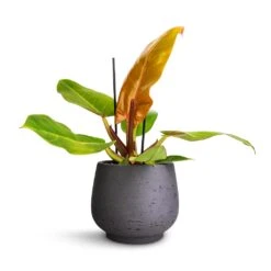 Philodendron Prince Of Orange -Indoor Plants Store Philodendron Prince of Orange 12x25cm Mini Pixie Plant Pot Black Washed 18x15cm